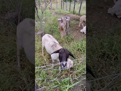 Namibian Food Forest: 201 Sheep on the Homestead
