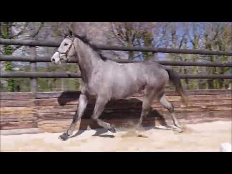 Saut en liberté pour Hardikan à l'Ecurie Seconde Chance