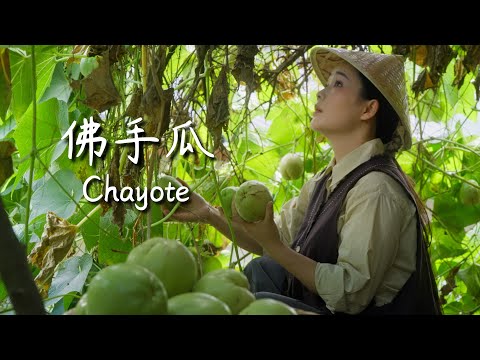 Chayote — You reap what you sow; one plant feeds the whole village…【滇西小哥】