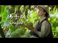 Chayote You Reap What You Sow One Plant Feeds The Whole Village 滇西小哥