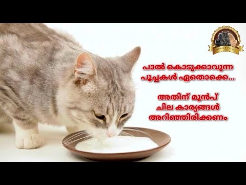 എന്ത് കൊണ്ടാണ് ചില പൂച്ചയ്ക്ക് പാൽ കൊടുക്കരുത് | Why Don't give Milk To Cats And Kittens Malayalam