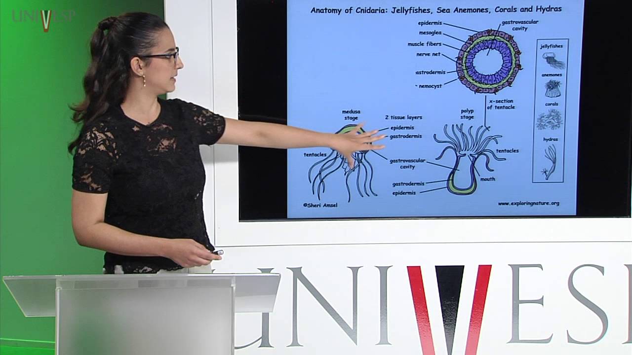 Zoologia de Invertebrados - Aula 04 - Filo Cnidaria