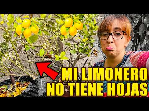 ❌ Why doesn't my lemon tree have leaves? 🍋 SOLUTION for all fruit trees