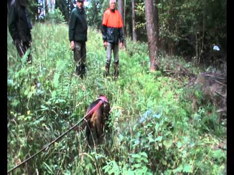 Nachsuche und Probeschuss über Raptor!