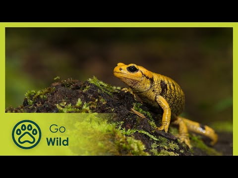 The Last Urban Dragons - Go Wild