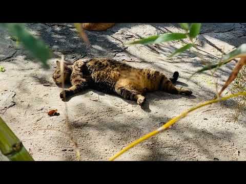 De bem com a vida Mamu kun 🙏❤️