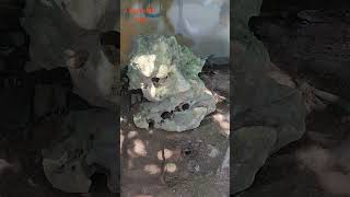 Download lagu Extremely venomous scorpions attack birds of prey mp3 Download lagu Extremely venomous scorpions attack birds of prey mp3