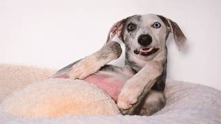 This Dog Was Loved for the First Time in Her Life