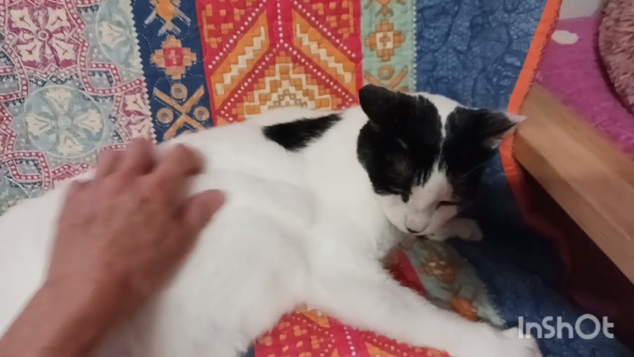 Enlarge Maddie Michelle, a Adoptable mixed breed in Mesa, AZ video 4/4