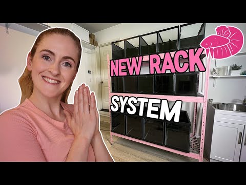 NEW Betta Fish Spawning Rack - Auto Water Change Progress!