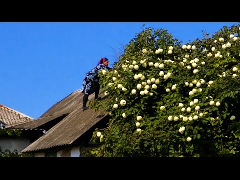 Quince Harvesting and Making Jam and Pie for the Winter