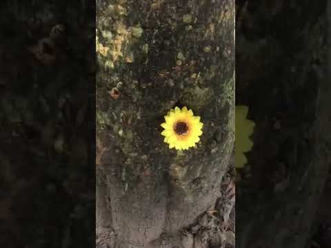 Lonely sunflower #shorts #flowers #sunflower