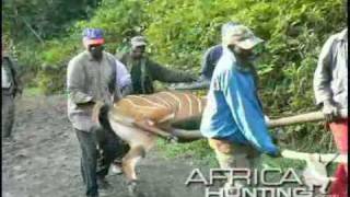 Hunting Bongo - AfricaHunting.com