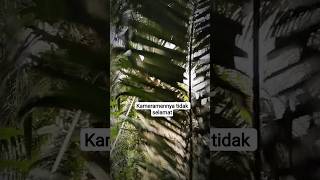 Download lagu kameramennya kena pelasah pelepah 😁😁#shorts #sawit mp3