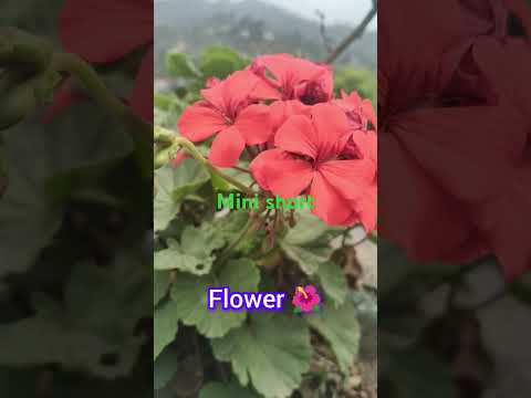 village beauty our flowers fruits and vegetables # Mayank lakshit vlog # Short