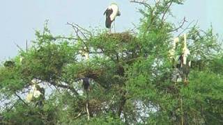 Open bill Stork�s nesting at Bharatpur, Rajasthan