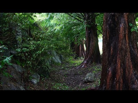 Pioggia Rilassante nella Foresta Nebbiosa per Dormire in 5 Minuti - Rumore della Pioggia e Temporale