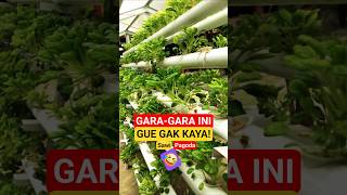Download lagu Bertani tapi tidak bikin kaya & tak kenyang #farming #sawipagoda #hidroponik #gibran #amran #shorts mp3 Download lagu Bertani tapi tidak bikin kaya & tak kenyang #farming #sawipagoda #hidroponik #gibran #amran #shorts mp3