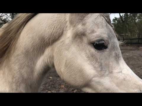 Noelani MA 13-2-2022