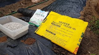 가을무 알타리 파종시기와 재배방법 및 무 전용 멀칭 비닐방법