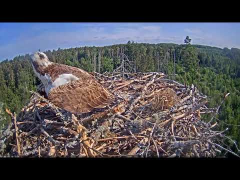 Sound (two species) that a male osprey makes when protecting a nest.