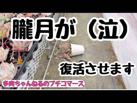 トルコユリ 植物