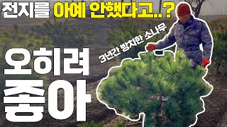 3년간 전지를 아예 안했다고? 오히려 좋아..! [어린소나무 200주 전지 2탄!] 