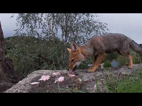 Zorro en La cumbrecita Cordoba