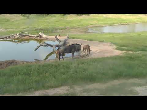 Djuma: Wildebeest - 16:34 - 01/25/19