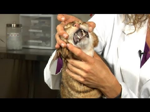My Cat Has a White Nose & Gums; What Does This Show? : Cat Health Care & Behavior