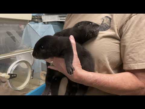 Bradenton Beach couple has helped over 50,000 creatures