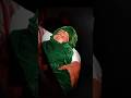 Is Lal Ko Main Kaise Karoon Tere Hawale Muharram Naat Status Video Naat Muharram Shorts