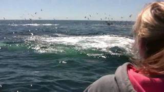 preview picture of video 'Gloucester Whale Watch-Whale Watching Tour in Gloucester MA'