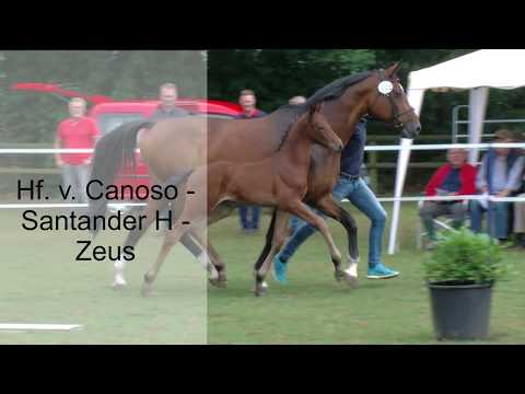 Hf v Canoso x Santander H x Zeus 2019