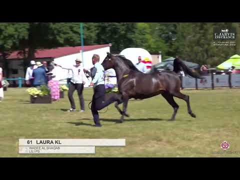 N 61 LAURA KL   All Polish AHC 2025   International Show   Mares 4 6 Years Old Class 9
