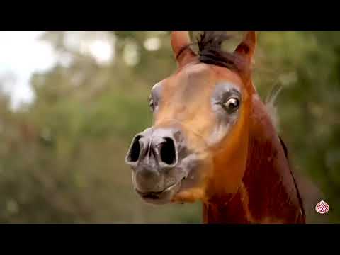 Michelangelo Regalis