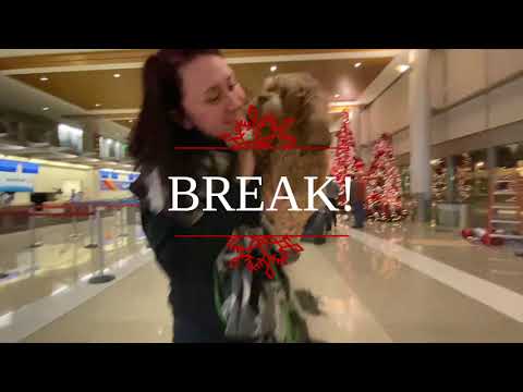 download lagu mp3 mp4 Delta Dawn Labradors, download lagu Delta Dawn Labradors gratis, unduh video klip Delta Dawn Labradors
