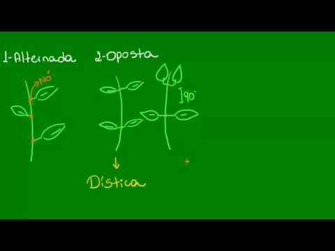 Filotaxia - Botânica - Biologia