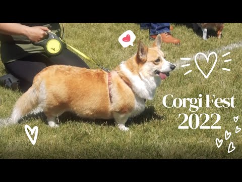 Corgi Race is the best thing ever! | Boise Corgi Fest 2022 Vlog | Local Event in the U.S.