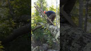 Chainsaw Work on a Ladder