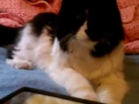 Willy Rocks !! High Score at charmiesbywendy