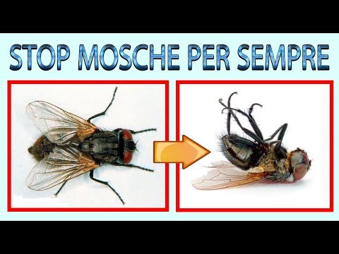 , title : 'ELIMINA MOSCHE A COSTO ZERO (e zanzare), eliminare definitivamente mosche in modo ecologico'