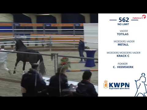 No Limit (v.Totilas x Metall) || EXTRA video