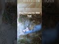 Blue Tit Lays Its 10th Egg Birds Nest Nature Birdingparadise