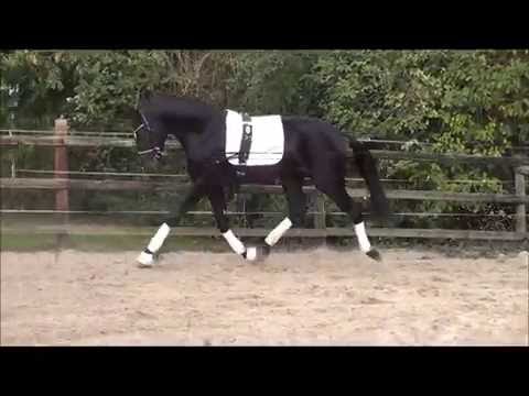 San Simonetti v. San Florestano - Simonetti - Weltmeyer