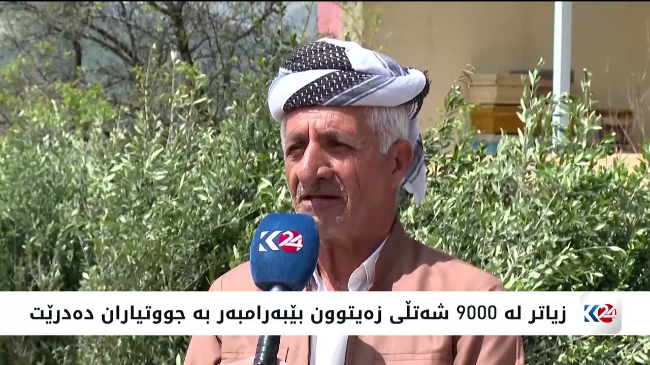 ڤیدیۆ | شەتڵی زەیتوون بەسەر جووتیارانی ئاکرێ دابەش دەکرێت