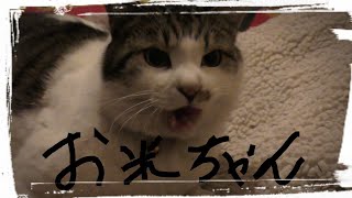 ウチの猫を紹介します！  「お米ちゃん編」