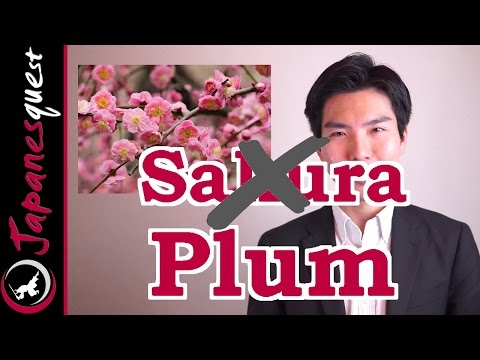 Forget the Cherry Blossoms! Come See Ume (Plums) in Spring! | Japan Travel Guide and Tips