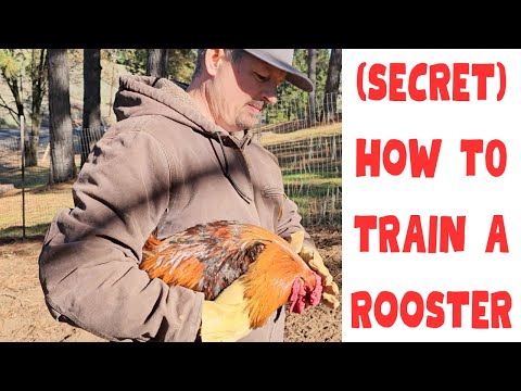 Taming & Dealing with an Aggressive Rooster ( How To Train A Rooster)