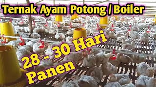Download lagu Ternak Ayam Potong 28 sd 30 Hari Panen mp3 Download lagu Ternak Ayam Potong 28 sd 30 Hari Panen mp3